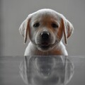 拉布拉多犬超會掉毛？他們收集起來快變成一座小山！