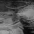 下雨天了怎麼辦？惡霸犬將排水管叼走以為天氣能放晴！