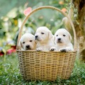 一窩活生生的拉布拉多犬遭棄養？好心快遞員當場決定收編！