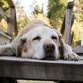 拉布拉多犬聽到「出門」關鍵詞一秒提起精神秒飛奔出家門！