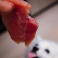 狗狗能吃「海鮮」嗎？吃之前一定要知道的這些事！