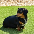 臘腸犬走失超過500天？動保組織仍在全力追捕中！