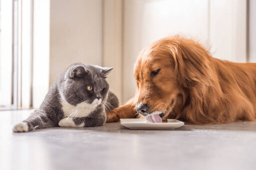 貓狗食慾變差怎麼辦?別慌 ! 飼主必懂的 5 大排查重點