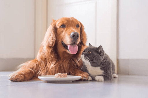 貓狗食慾變差怎麼辦?別慌 ! 飼主必懂的 5 大排查重點