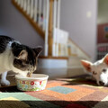 貓狗食慾變差怎麼辦？別慌 ! 飼主必懂的 5 大排查重點