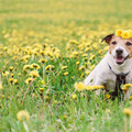 狗狗過敏季要來了！花粉、灰塵、黴菌怎麼避？