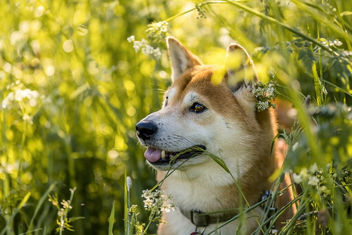 狗狗「長壽」的關鍵有哪些?5招提升壽命的方法公開!