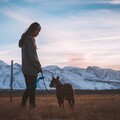 主人慘遭調皮狗玩弄？被牽繩絆倒還被搶走髮圈讓網友笑翻