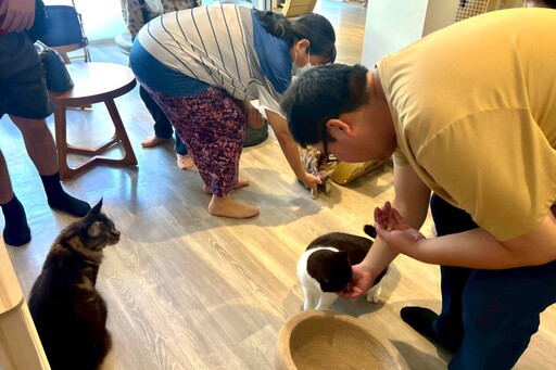 技能養成有貓咪陪伴「角落有貓」打造人寵共學療心靈