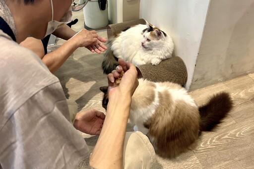 技能養成有貓咪陪伴「角落有貓」打造人寵共學療心靈