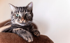 貓咪一看到東西就想「推下去」？ 3個手癢的原因大揭密 !