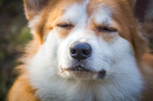 主人也有差別待遇?柯基犬見媽露微笑見爸秒變臉!