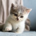 相隔十年再度見面！飼主傳貓咪照片給前主人令人動容