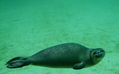 跨越物種的友誼！小海豹與臘腸犬深情對望融化網友們的心