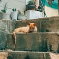 下水道老鼠竟是隻貓咪？好心人拯救了牠重獲新生