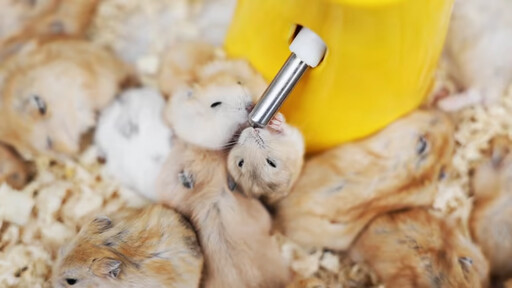 別讓倉鼠群居！小心錯誤飼養方式恐讓牠們「內戰」