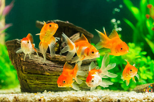 養魚不是換水就好!搞懂水族箱這套「微型生態系」才養得久