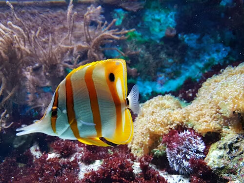 水族缸魚爭地盤怎麼辦？從習性、空間到配置一次搞懂