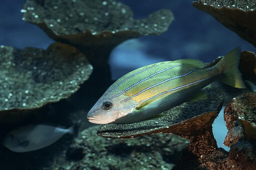 水族缸魚爭地盤怎麼辦？從習性、空間到配置一次搞懂