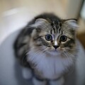 上廁所也有比賽？飼主們分享愛貓如廁表情讓網友笑翻