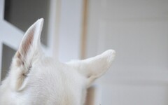 超黏狗狗的貓咪?小貓整天趴在哈士奇頭上讓牠生無可戀