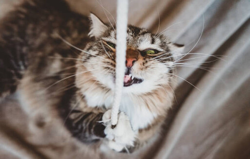 比狗更會拆家？貓咪這5種「搞破壞」讓飼主崩潰不已！