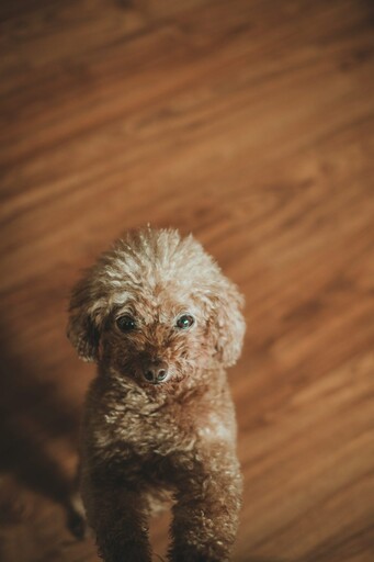 調皮狗愛惡作劇!貴賓犬每天必做的事情就是衝出來嚇主人