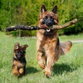 狗狗又皮在養了？牧羊犬叼木棍回家打翻酒櫃讓主人氣到無語！