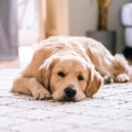 狗狗也能當健身教練？拉布拉多陪伴主人做瑜珈融化網友的心