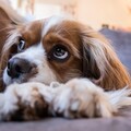 最親近人類的四種狗狗！一起來看看你家愛犬有沒有上榜