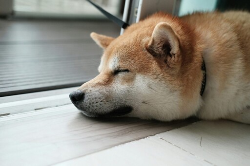 就是不想散步!超萌柴犬一出門倒頭就睡裝死讓主人超無奈