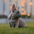 還在猶豫該不該養狗？最適合上班族飼養的「五大」小型犬品種