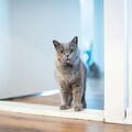 第一次養貓咪必看！新手需要注意與準備的「五大事項」