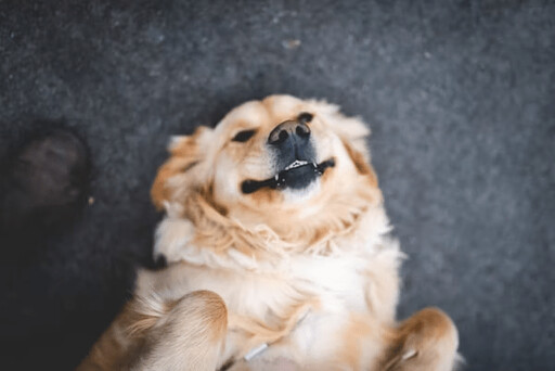 狗狗最常見的3種撒嬌聲音!每種都有不同含義