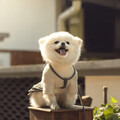 狗狗最常見的3種撒嬌聲音！每種都有不同含義