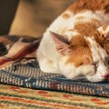 動物比人類更有情感？小貓整天抱著愛犬遺物入睡看哭一票網友
