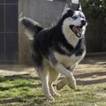 哈士奇幼犬慘遭主人拋棄！在暖心志工努力下才終於重獲新生