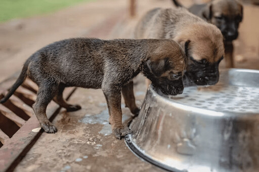 狗狗喝水豪邁？貓咪卻優雅？背後的「舌頭祕密」差異驚人！