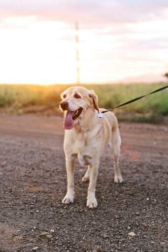 狗狗信任大考驗！女子散步鬆開牽繩 金毛犬反應超暖心