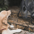 飼主必看 ! 小心這「5種」家電恐對寵物造成危險 務必遠離