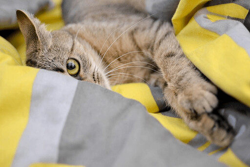 貓咪能知道自己名字嗎?飼主忽略的「這些」細節曝光 !