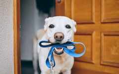 狗狗散步時間錯恐致命!飯前飯後正確做法一次看懂