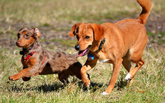 狗狗散步好處這麼多!大狗小狗的「需求」大不同