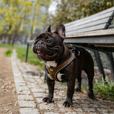 不能出門玩超哀怨！主人工作忙狗狗整天待在家 網友直呼：好心疼
