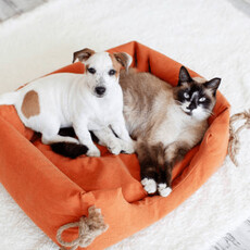 貓咪總喜歡搶狗狗的窩？揭開牠們「佔地心理」的真相 !