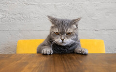 貓咪也有「厭世期」？小心這些壓力正在改變牠的性格 !