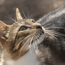 貓咪的鬍鬚竟能「預測天氣」？牠們比氣象局還更早發現！
