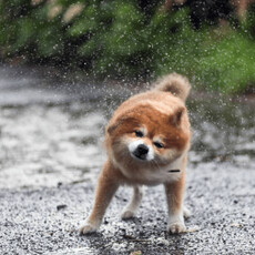 狗狗聞到「雨味」竟會興奮？原來氣味裡藏著牠的快樂記憶