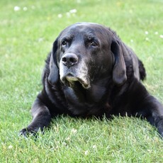 老年貓狗的健康不可忽視！這些「健康問題」飼主必須了解