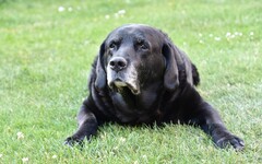 老年貓狗的健康不可忽視！這些「健康問題」飼主必須了解